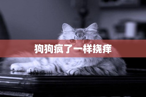 狗狗瘋了一樣撓癢