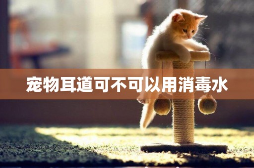 寵物耳道可不可以用消毒水