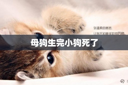 母狗生完小狗死了