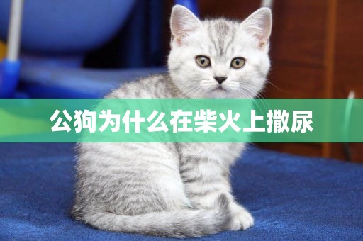 公狗為什么在柴火上撒尿