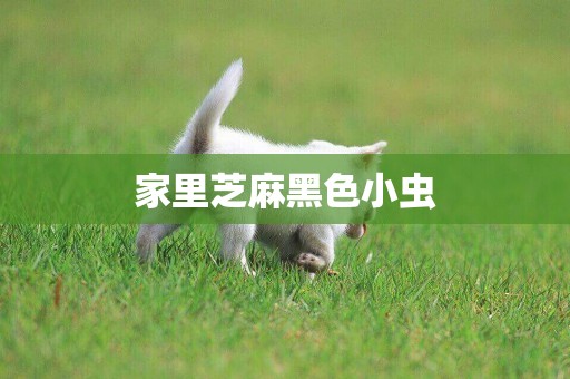 家里芝麻黑色小蟲