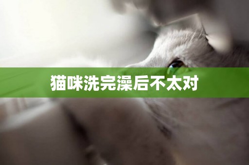 貓咪洗完澡后不太對