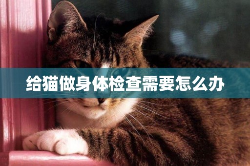 給貓做身體檢查需要怎么辦