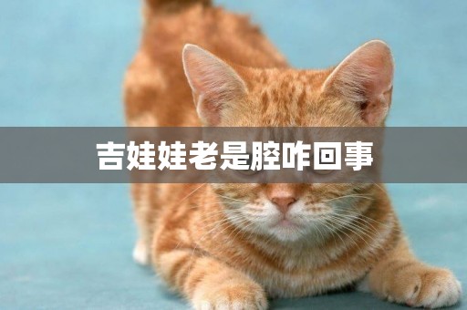 吉娃娃老是腔咋回事