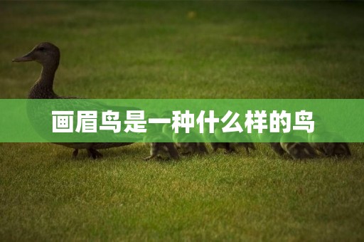 畫眉鳥是一種什么樣的鳥