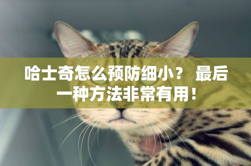 哈士奇怎么預防細小？ 最后一種方法非常有用！