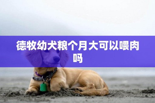 德牧幼犬糧個月大可以喂肉嗎