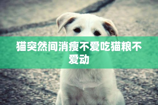 貓突然間消瘦不愛吃貓糧不愛動
