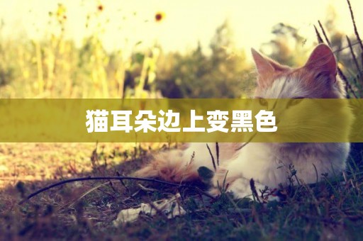 貓耳朵邊上變黑色