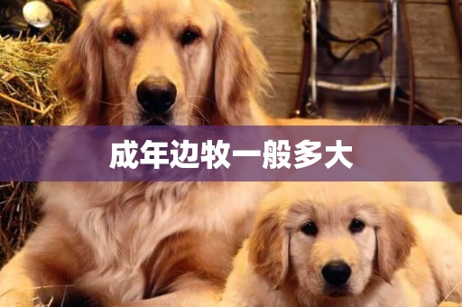成年邊牧一般多大