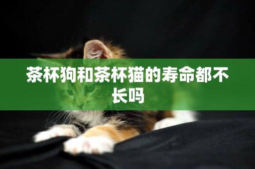 茶杯狗和茶杯貓的壽命都不長嗎