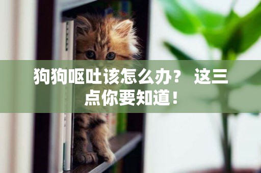 狗狗嘔吐該怎么辦？ 這三點你要知道！