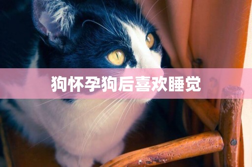 狗懷孕狗后喜歡睡覺