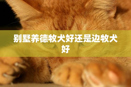 別墅養德牧犬好還是邊牧犬好