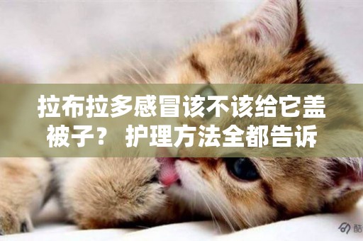 拉布拉多感冒該不該給它蓋被子？ 護理方法全都告訴你！