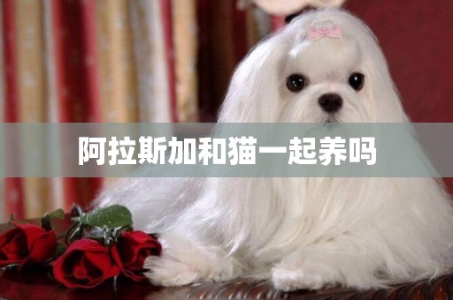 阿拉斯加和貓一起養嗎