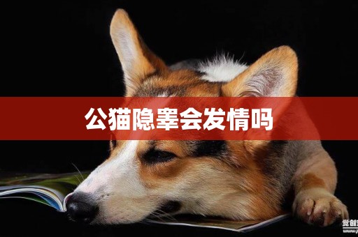 公貓隱睪會發情嗎