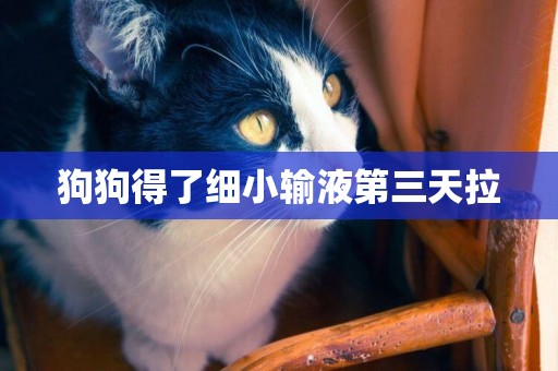 狗狗得了細小輸液第三天拉