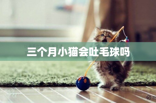 三個月小貓會吐毛球嗎