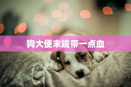 狗大便末端帶一點血