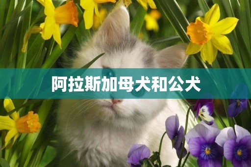 阿拉斯加母犬和公犬