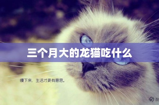 三個月大的龍貓吃什么