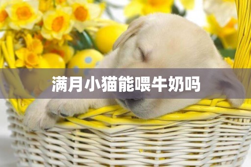 滿月小貓能喂牛奶嗎