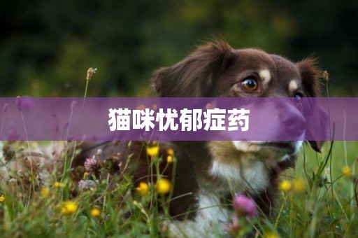 貓咪憂郁癥藥