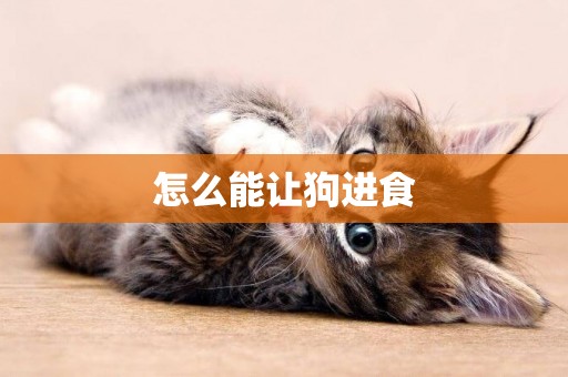 怎么能讓狗進食