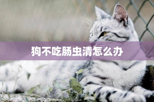 狗不吃腸蟲清怎么辦