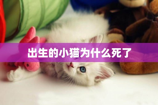 出生的小貓為什么死了