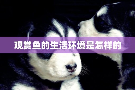 觀賞魚的生活環境是怎樣的