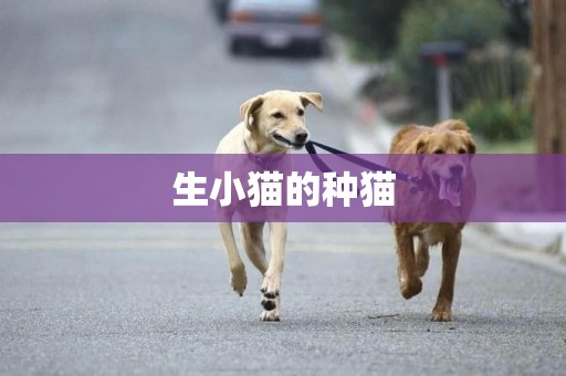 生小貓的種貓