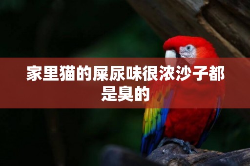 家里貓的屎尿味很濃沙子都是臭的