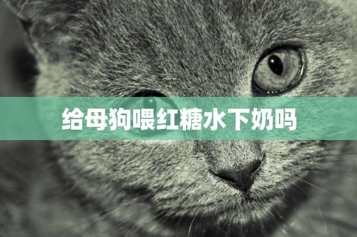 給母狗喂紅糖水下奶嗎