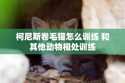 柯尼斯卷毛貓怎么訓練 和其他動物相處訓練