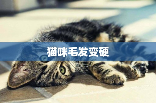 貓咪毛發變硬