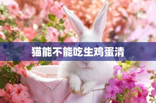 貓能不能吃生雞蛋清