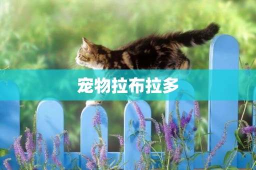 寵物拉布拉多