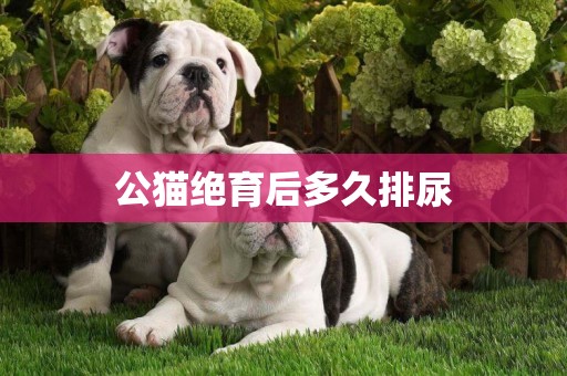 公貓絕育后多久排尿