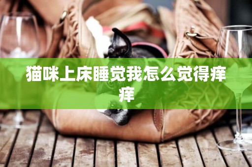 貓咪上床睡覺我怎么覺得癢癢