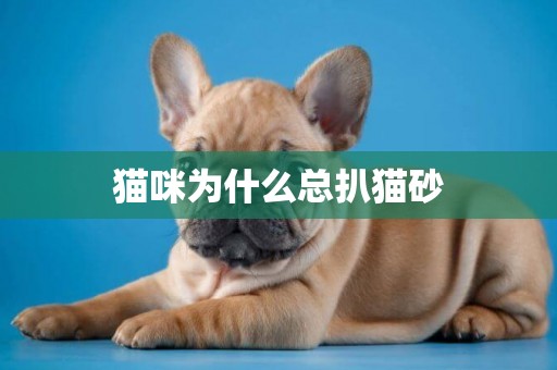 貓咪為什么總扒貓砂
