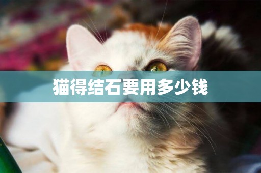 貓得結石要用多少錢