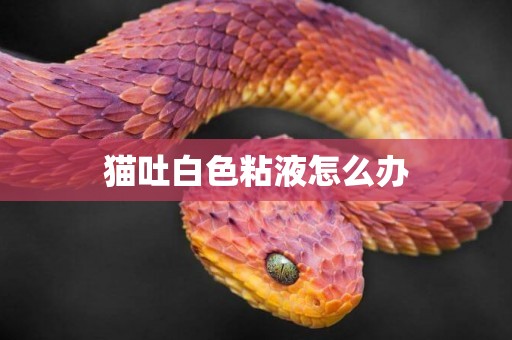 貓吐白色粘液怎么辦