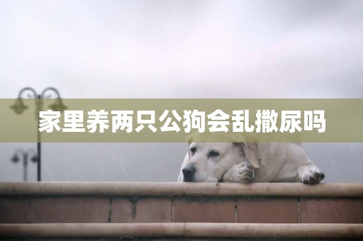 家里養兩只公狗會亂撒尿嗎