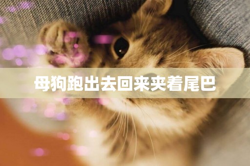 母狗跑出去回來夾著尾巴