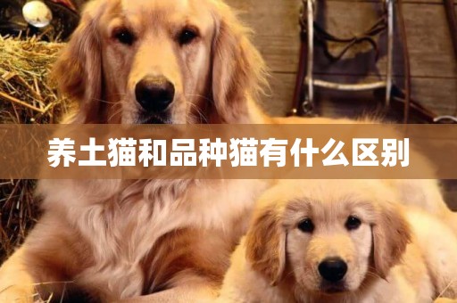 養土貓和品種貓有什么區別