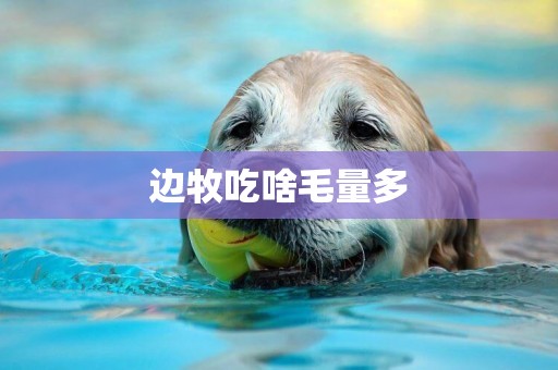 邊牧吃啥毛量多