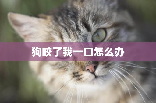 狗咬了我一口怎么辦