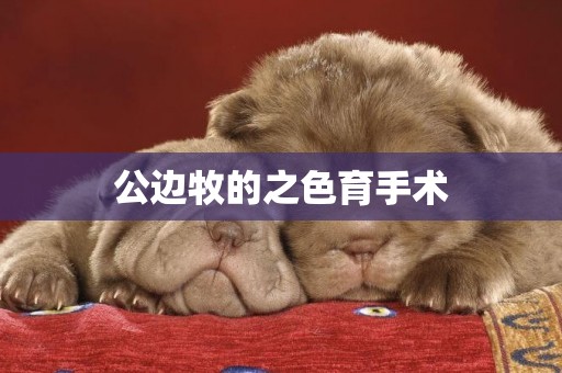 公邊牧的之色育手術
